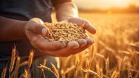 Fr Paddy Byrne: August … a time to harvest Fr Paddy Byrne: August … a time to harvest
