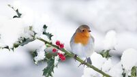 Fr Paddy Byrne: Robin red breast ... a Christmas bird Fr Paddy Byrne: Robin red breast ... a Christmas bird