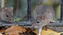 Rats run rampant in Laois Housing Estate Rats run rampant in Laois Housing Estate