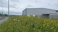 Portlaoise goes green with magnificent meadows Portlaoise goes green with magnificent meadows
