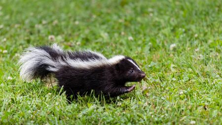 Investigation launched into release of skunks in Kildare Investigation launched into release of skunks in Kildare