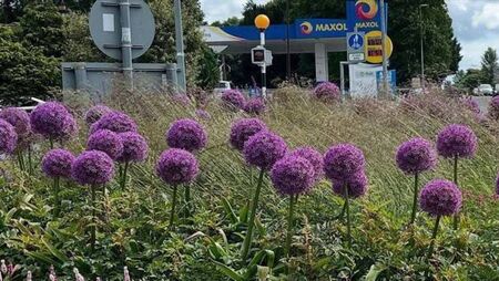 Laois biodiversity officers outlines efforts at developing biodiversity in the county Laois biodiversity officers outlines efforts at developing biodiversity in the county